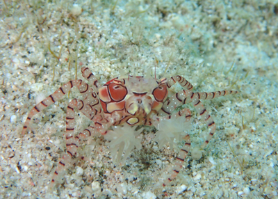 キンチャクガニ