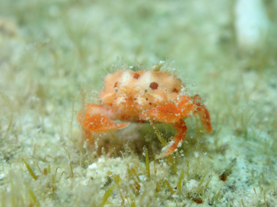 コブシガニの仲間