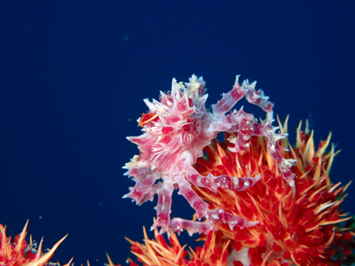 イソコンペイトウガニ