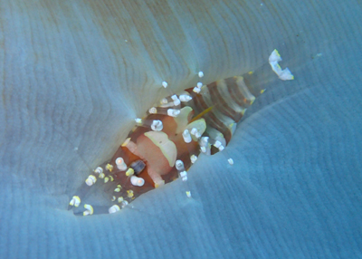 イソギンチャクモドキカクレエビ