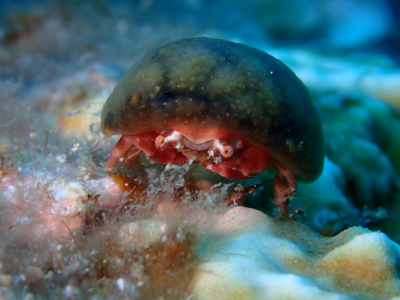 カイカムリの仲間