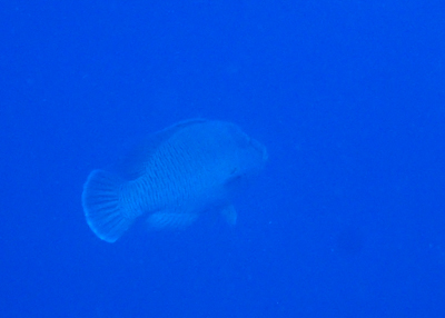 ナポレオンフィッシュ