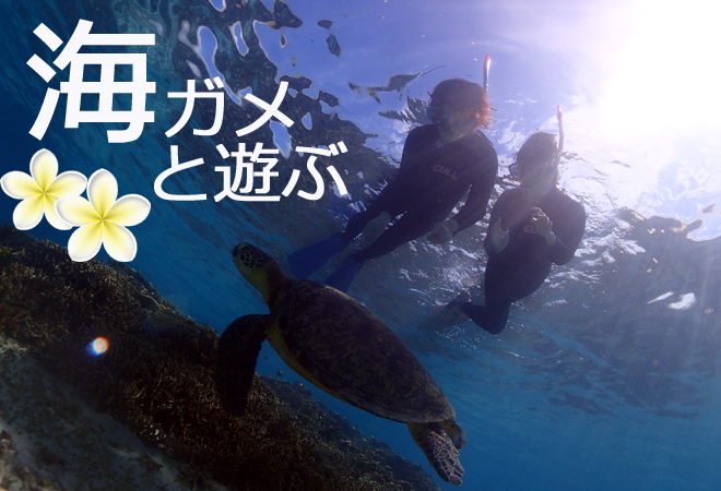 奄美大島海がめシュノーケル