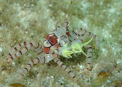 キンチャクガニ