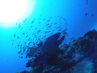 サビウツボの根