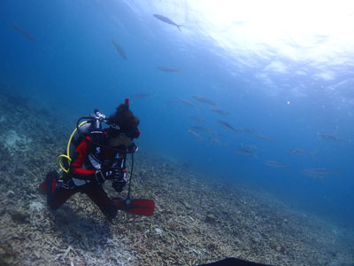 ツムブリの群れ