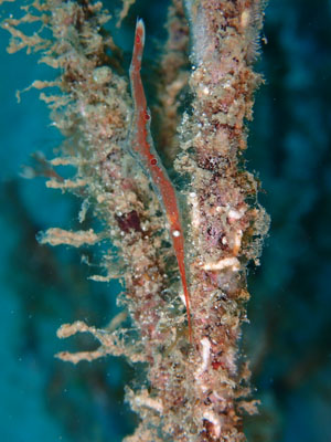 トガリモエビｓｐ