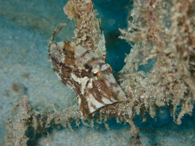 フチドリカワハギ