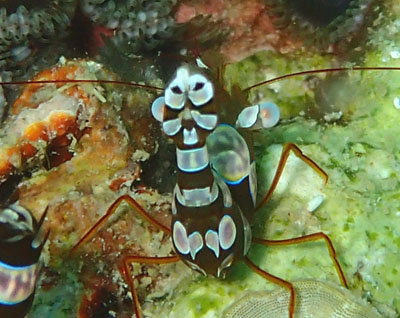 イソギンチャクモエビ