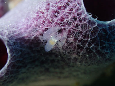 カイメンカクレエビの仲間