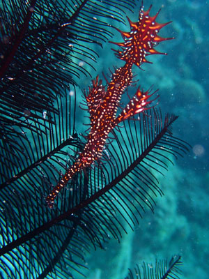 ニシキフウライウオ