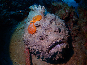 オニダルマオコゼ