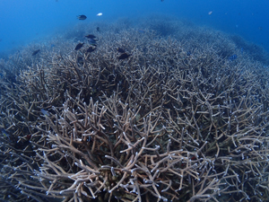エダサンゴの群生
