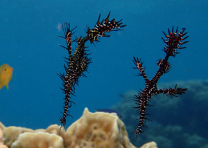 ニシキフウライウオ