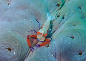 ウミウシカクレエビ