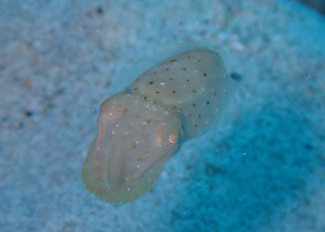 コブシメの赤ちゃん