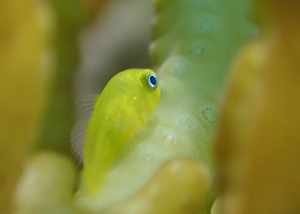 アカネダルマハゼ