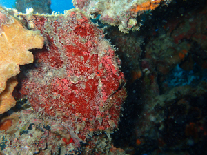 オオモンカエルアンコウ