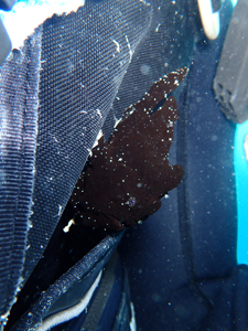 オオモンカエルアンコウ