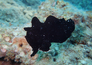 オオモンカエルアンコウ