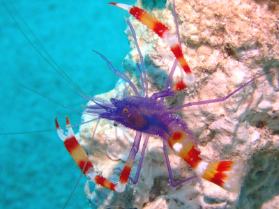 バイオレットボクサーシュリンプ