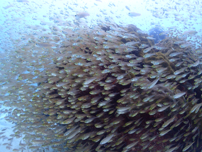 キンメモドキの群れ