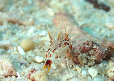 トゲツノメエビ