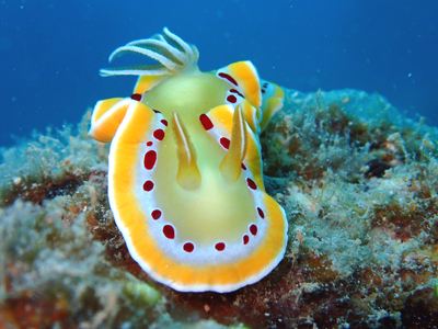 アカテンイロウミウシ