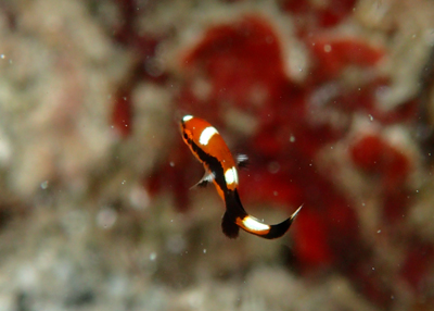 ムスジコショウダイyg