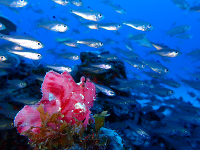 ハダカハオコゼ