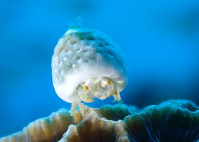 ユキンコボウシガニ