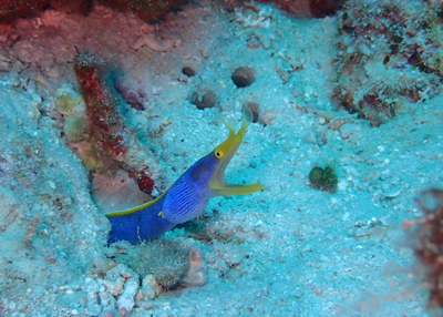 ハナヒゲウツボ