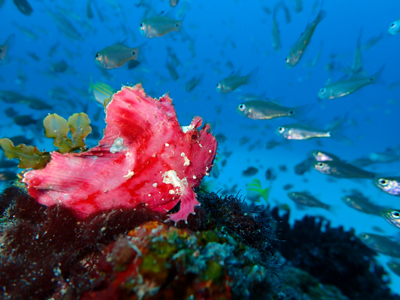 ハダカハオコゼ