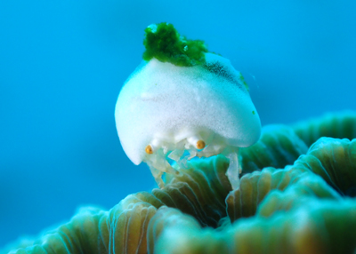 ユキンコボウシガニ