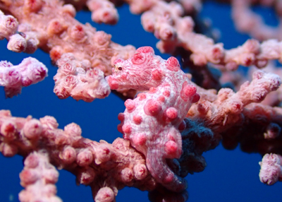 ピグミーシーホース