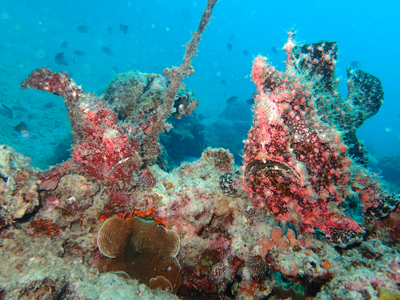 オオモンカエルアンコウ