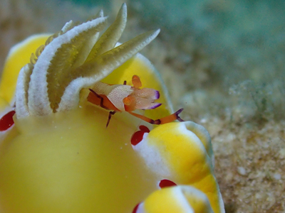 ウミウシカクレエビ