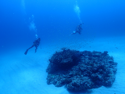 インオアシスの根