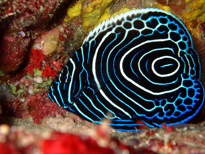 タテジマキンチャクダイ