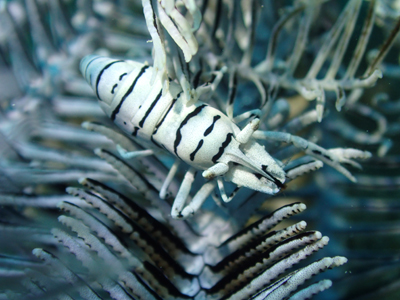 バサラカクレエビ