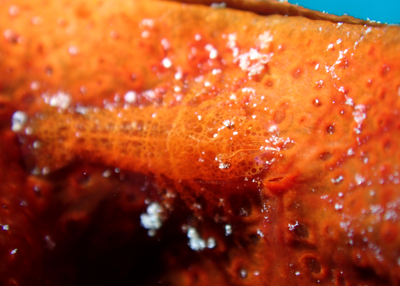 パロンシュリンプ