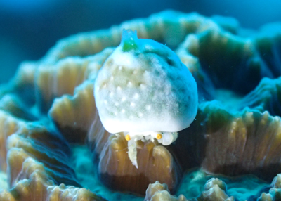 ユキンコボウシガニ