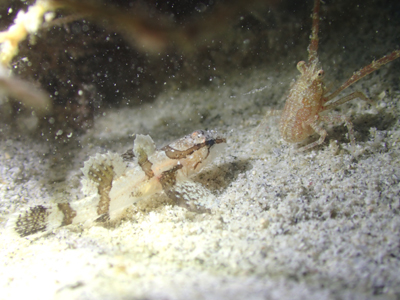 オキナワハゼ属の一種３