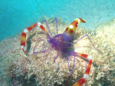 バイオレットボクサーシュリンプ