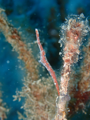 トガリモエビｓｐ