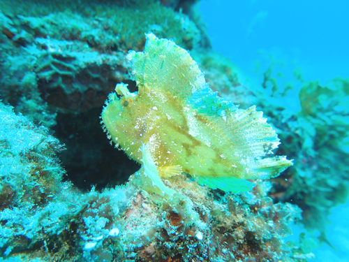 ハダカハオコゼ