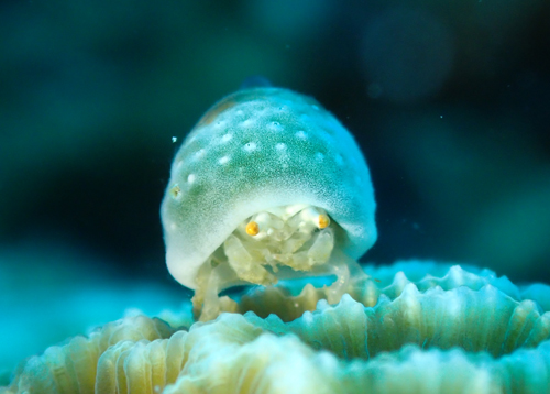 ユキンコボウシガニ