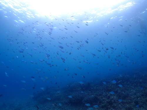 デバスズメダイの群れ