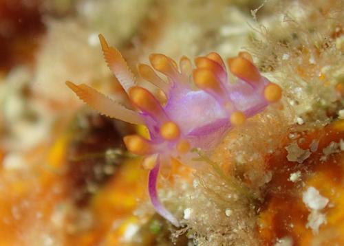 ルージュミノウミウシ