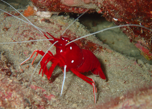 ホワイトソックス